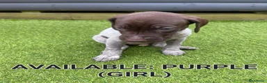 German Shorthaired Pointer 2