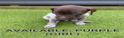 German Shorthaired Pointer dogs for sale: German shorthaired pointer puppies 5 weeks old in Swindon - Advert 18