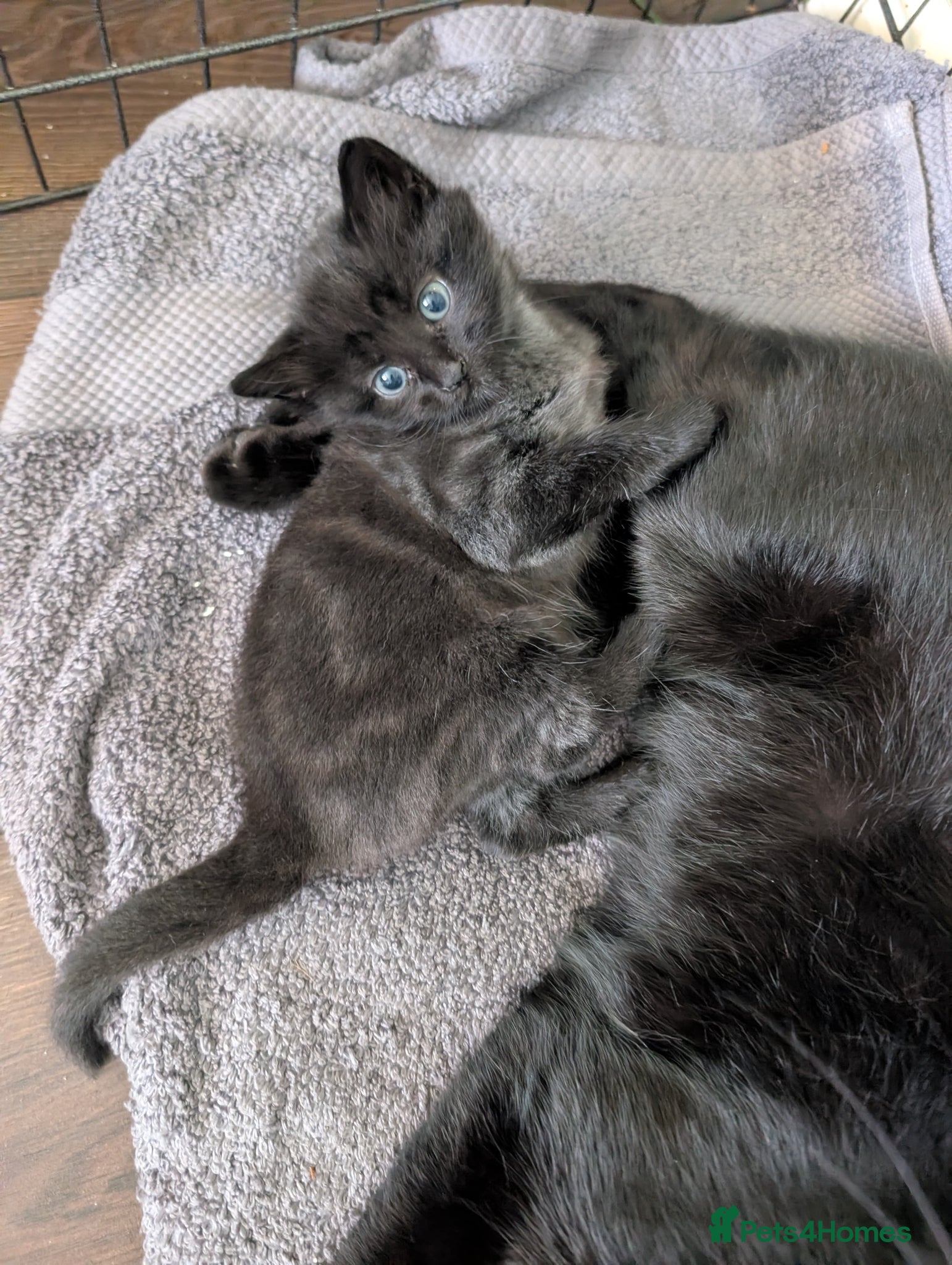 Mixed Breed cats for sale: Beautiful boy with black and grey marbling! - Advert 4