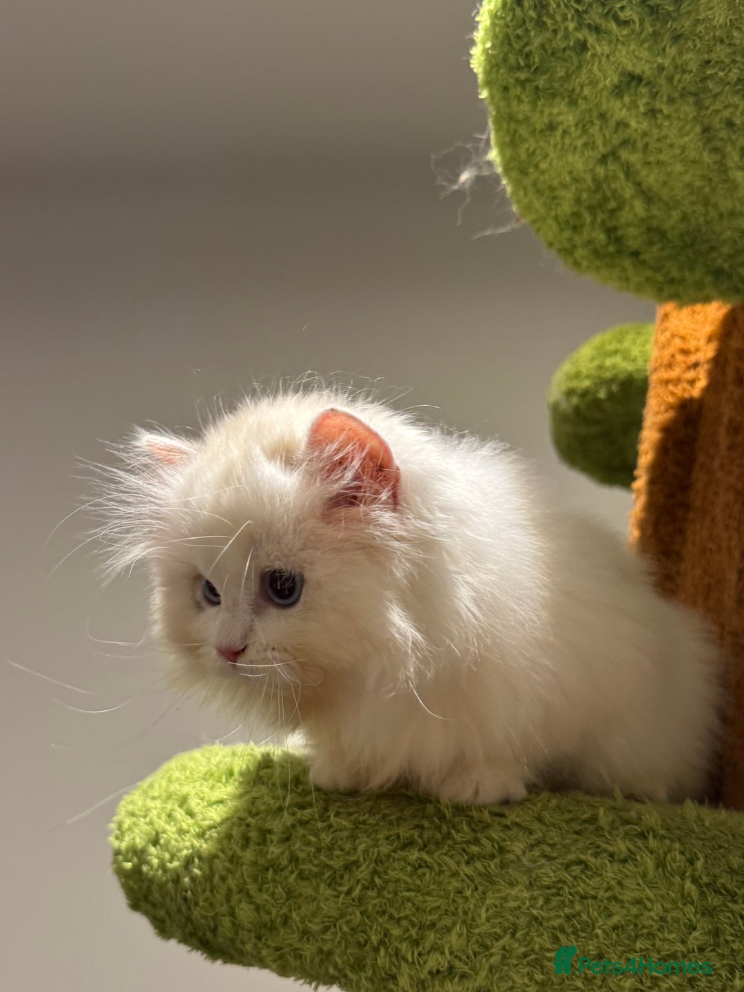 Munchkin cats for sale: Top level Super stunning & rare Minuet - Advert 8