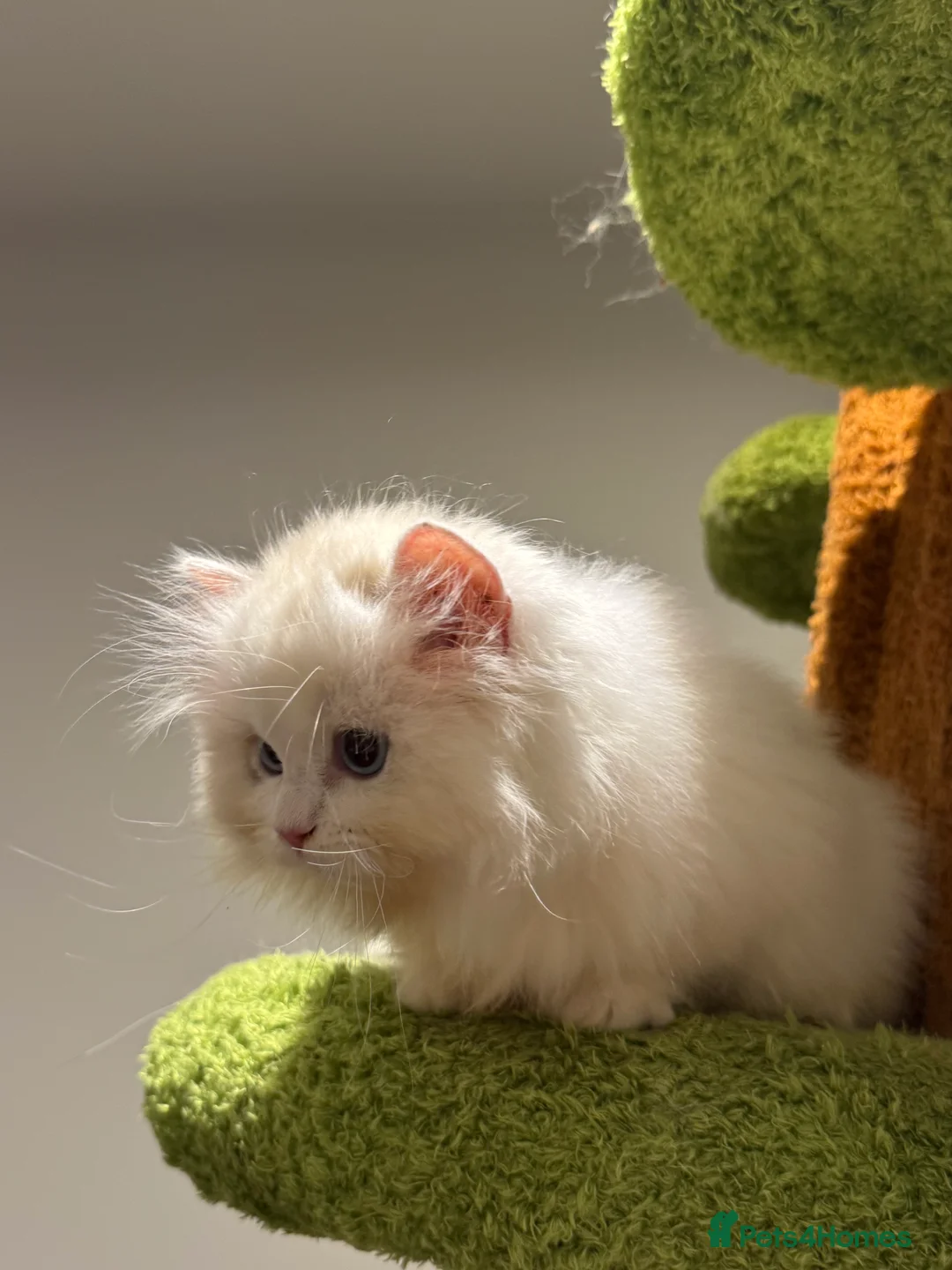 Munchkin cats for sale: Top level Super stunning & rare Minuet - Advert 8