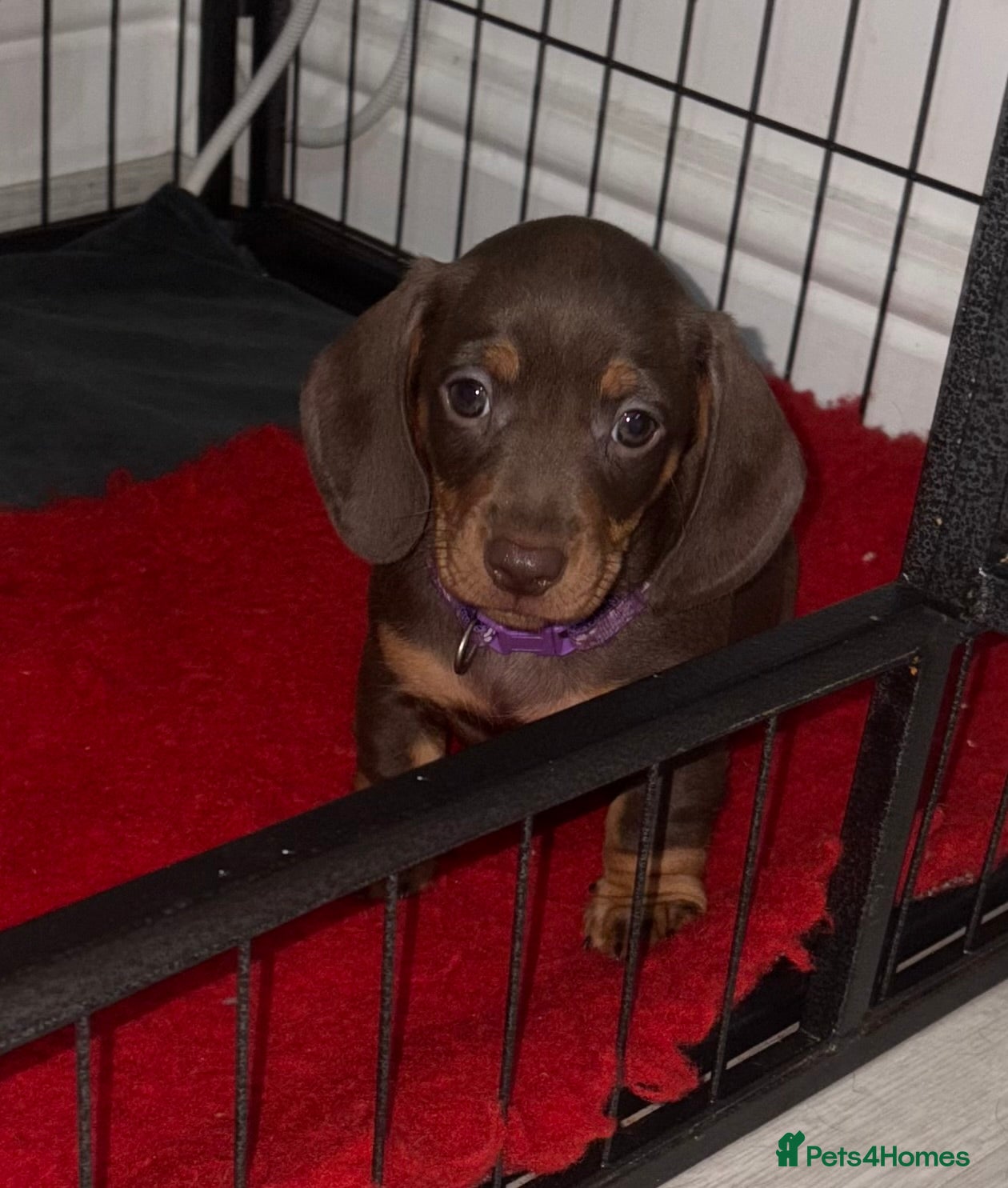 Miniature Dachshund dogs Miniature Dachshund Puppies  - Advert 9