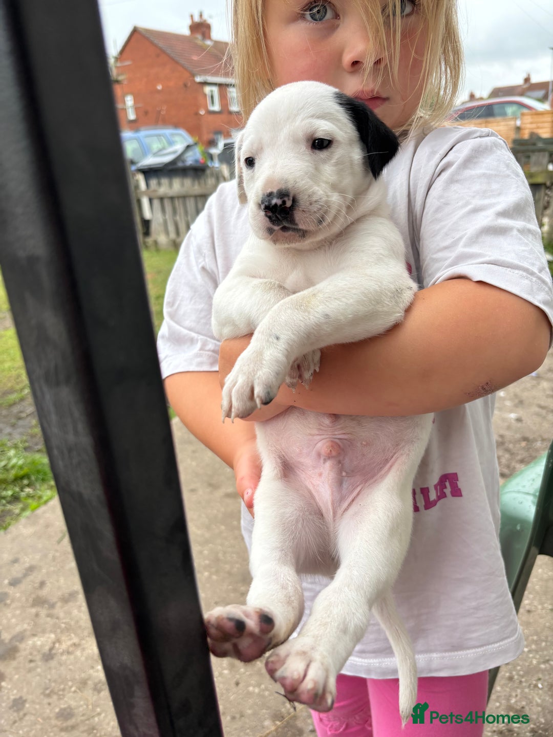 Lurcher dogs for sale: Bull X pups!  - Image 9