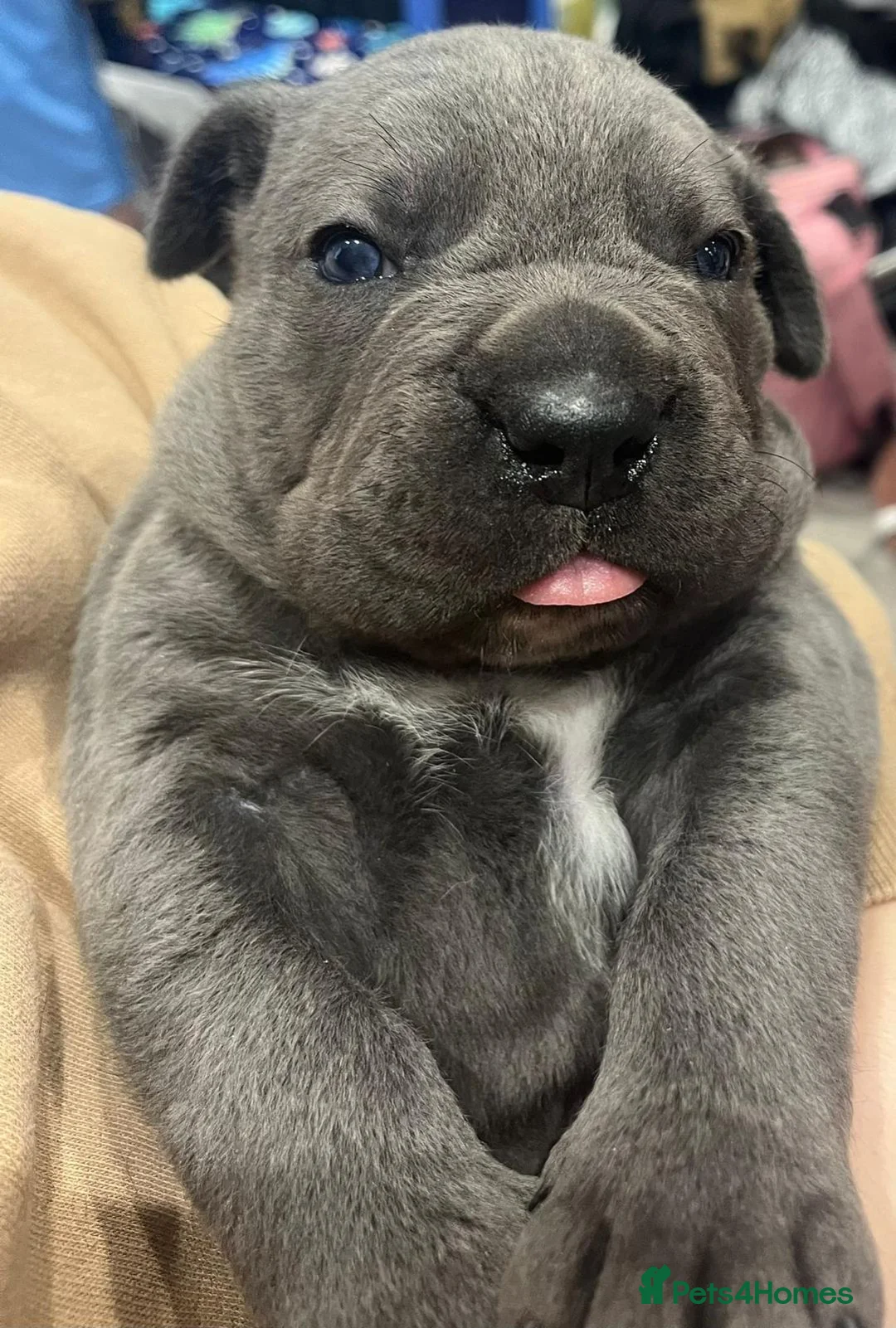 Cane Corso dogs for stud: Presenting MASSIMO MARCELLO for Stud in Stafford - Advert 8