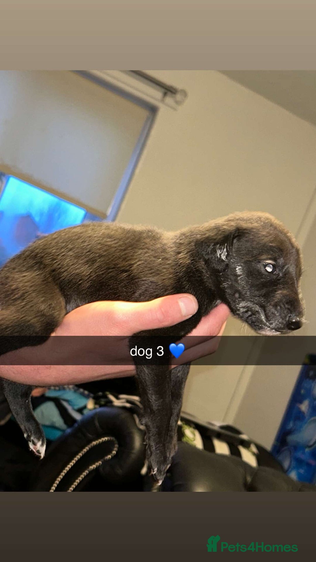 Whippet dogs for sale: whippets  - Advert 8