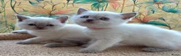 British Shorthair cats for sale: Stunning BSH Blue eyed Colour Point Kittens - Advert 15