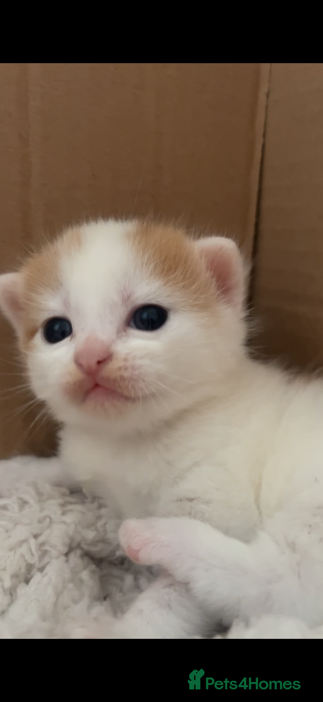 American Shorthair cats for sale: 2 ginger and white calico kittens  - Advert 8