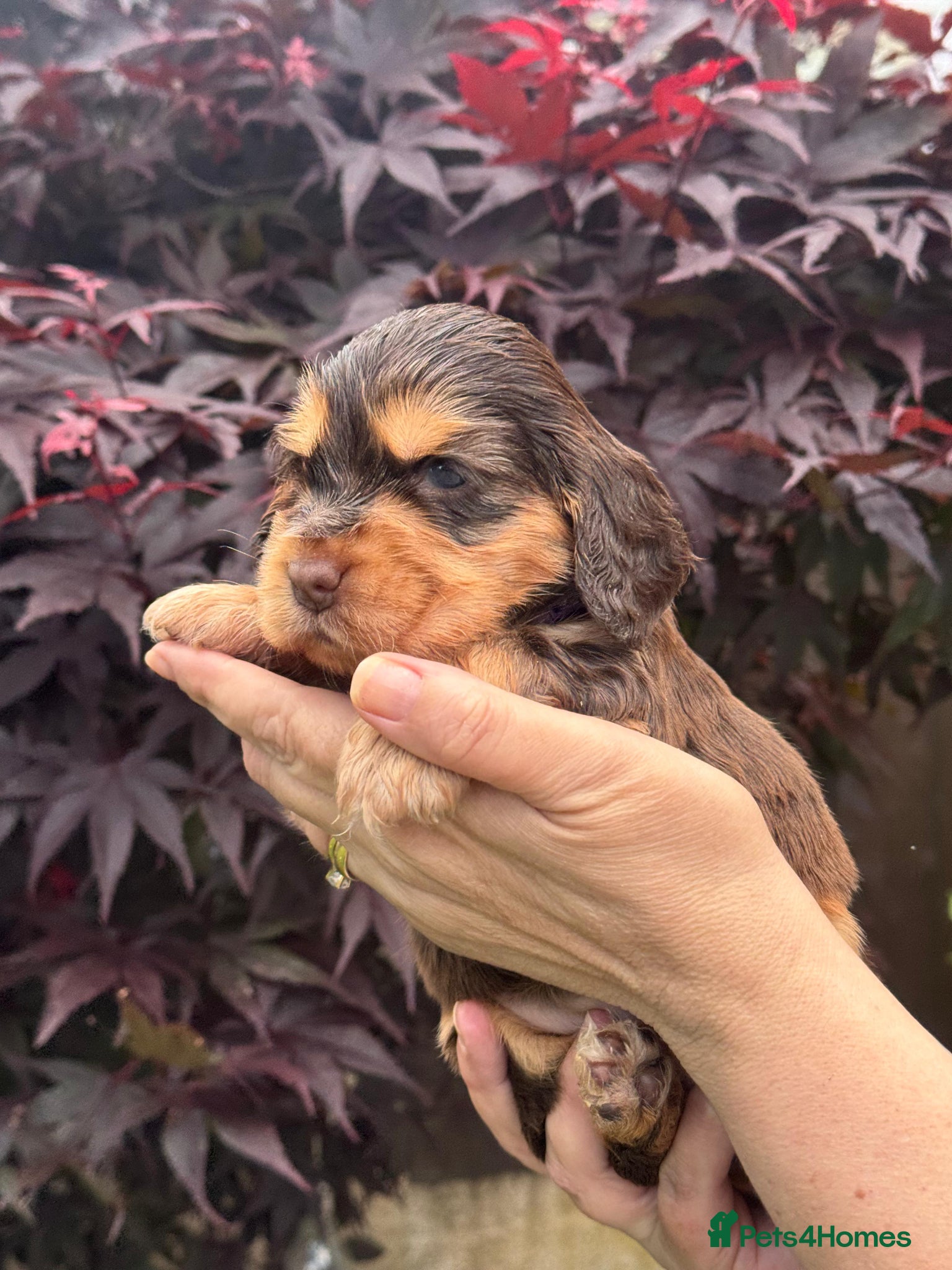 Cocker Spaniel dogs 🩷💜 ADORABLE KC HEALTH TESTED SHOW COCKERS - Advert 1