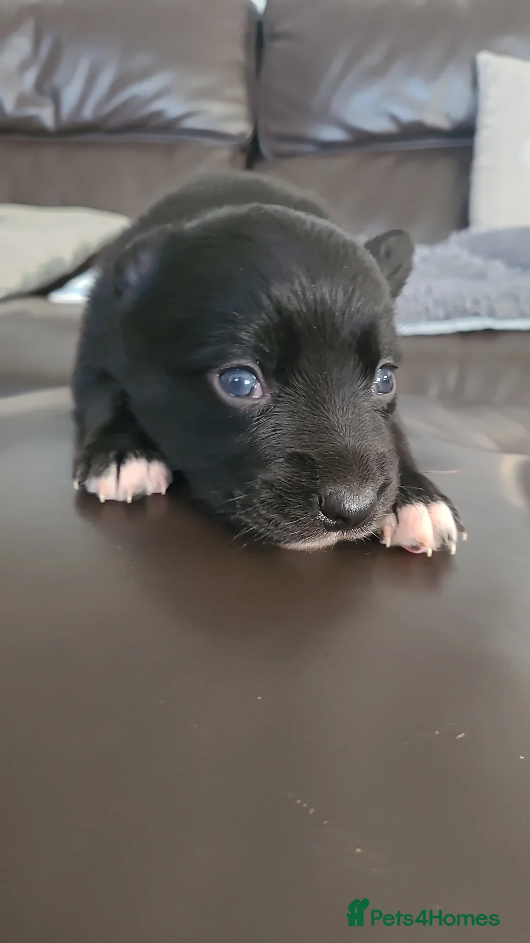 Mixed Breed dogs for sale: Collie cross Kelpie Puppies - Advert 4
