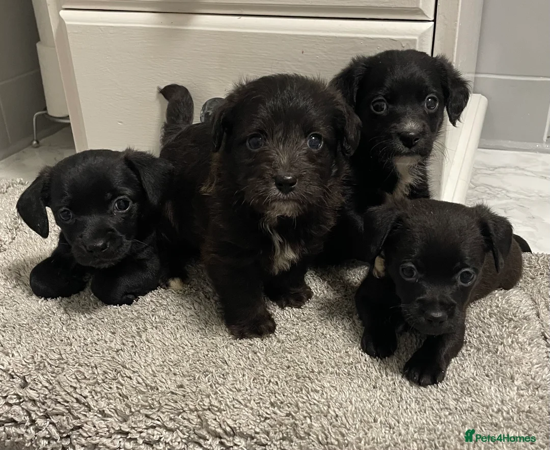 Jackapoo dogs for sale: Miniature jackapoo puppies with pedigree papers  - Advert 5