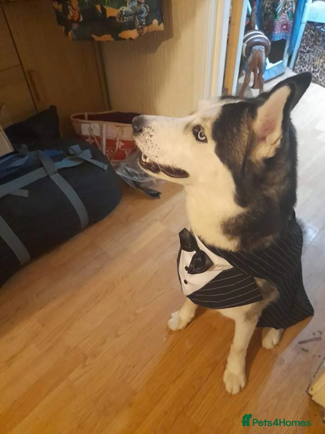 Siberian Husky dogs for stud: BLUE EYED HUSKY FOR STUD in Doncaster - Advert 10