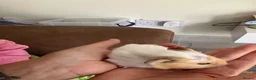 Guinea Pig rodents for sale: Gorgeous male Guinea Pig - Advert 6