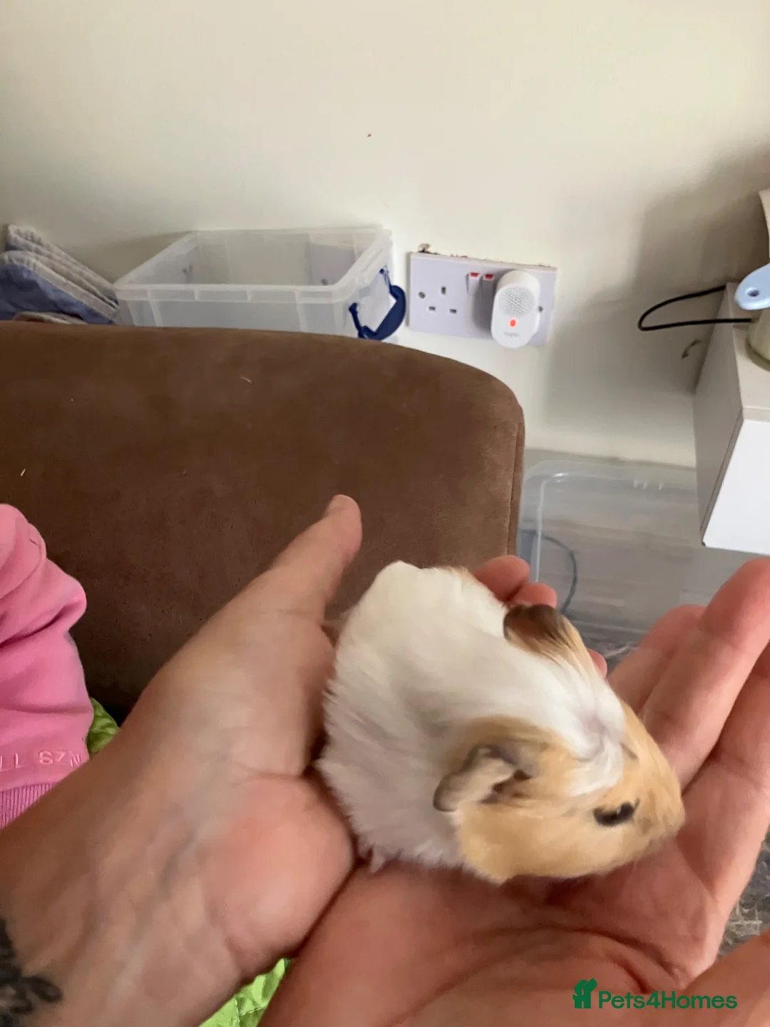 Guinea Pig rodents for sale: Gorgeous male Guinea Pig - Advert 6