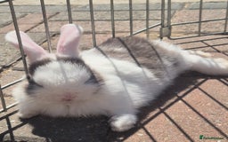 English Lop rabbits for sale: Beautiful dark grey split lop buck and liac doe - Image 4