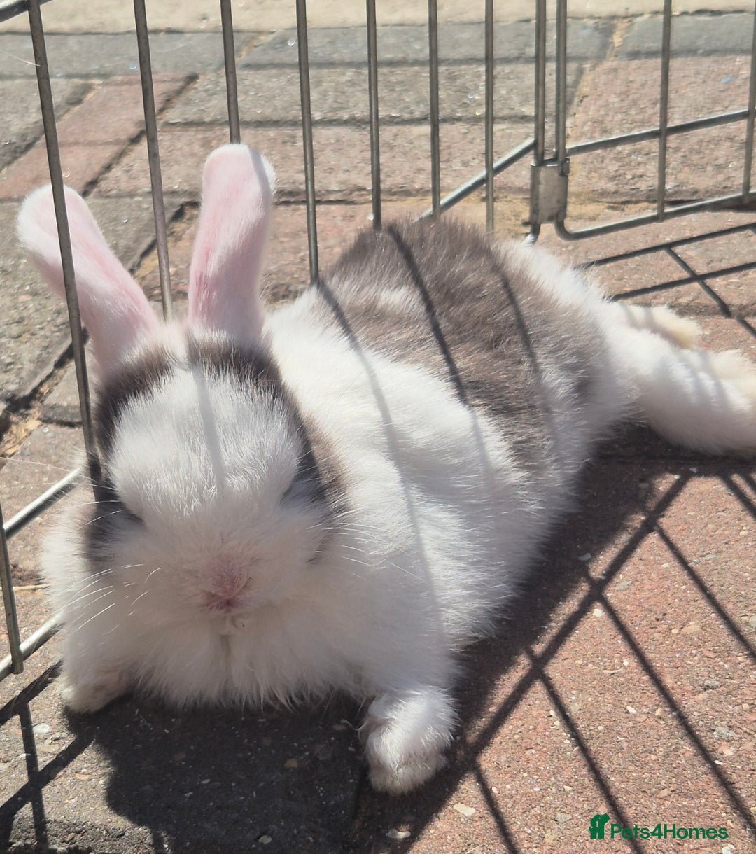 English Lop rabbits for sale: Beautiful dark grey split lop buck and liac doe - Image 4