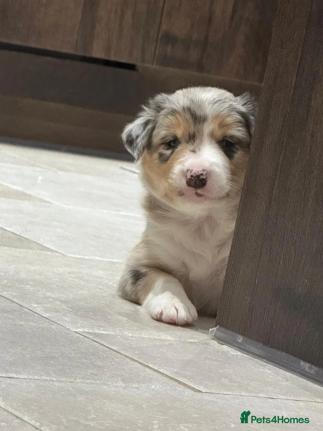 Border Collie dogs for sale: Beautiful Border Collies. Parents DNA tested.  - Advert 4