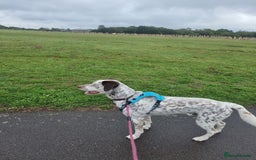 Mixed Breed dogs for sale: Husky/ dalmatian free - Image 4