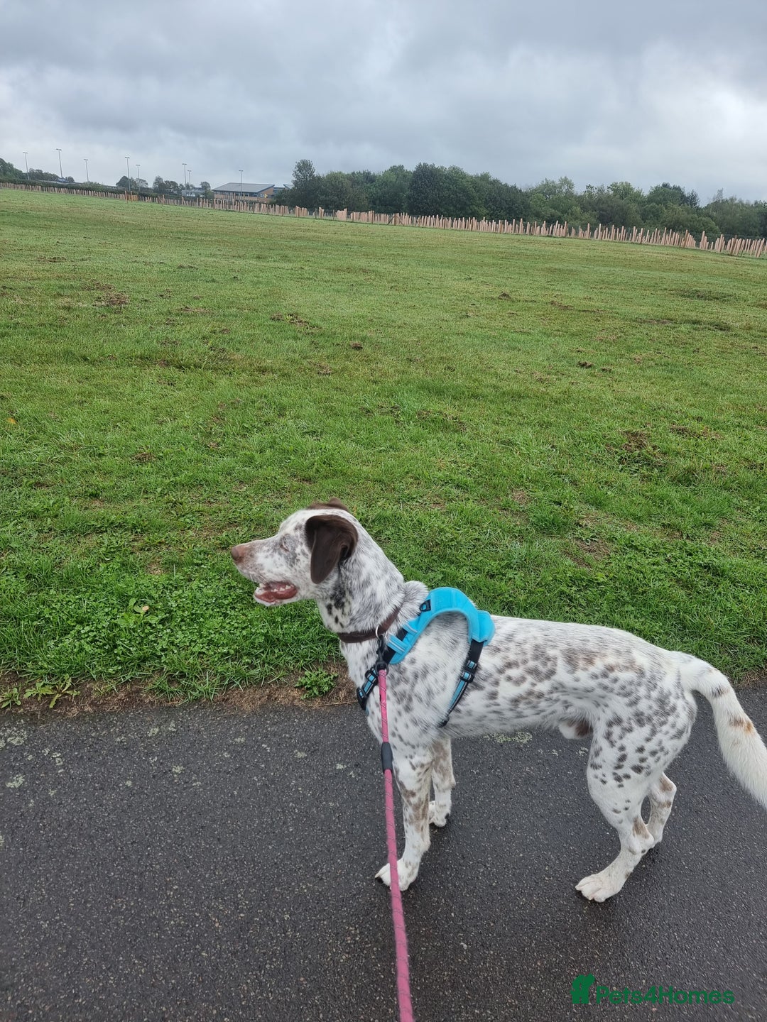 Mixed Breed dogs for sale: Husky/ dalmatian free - Image 4
