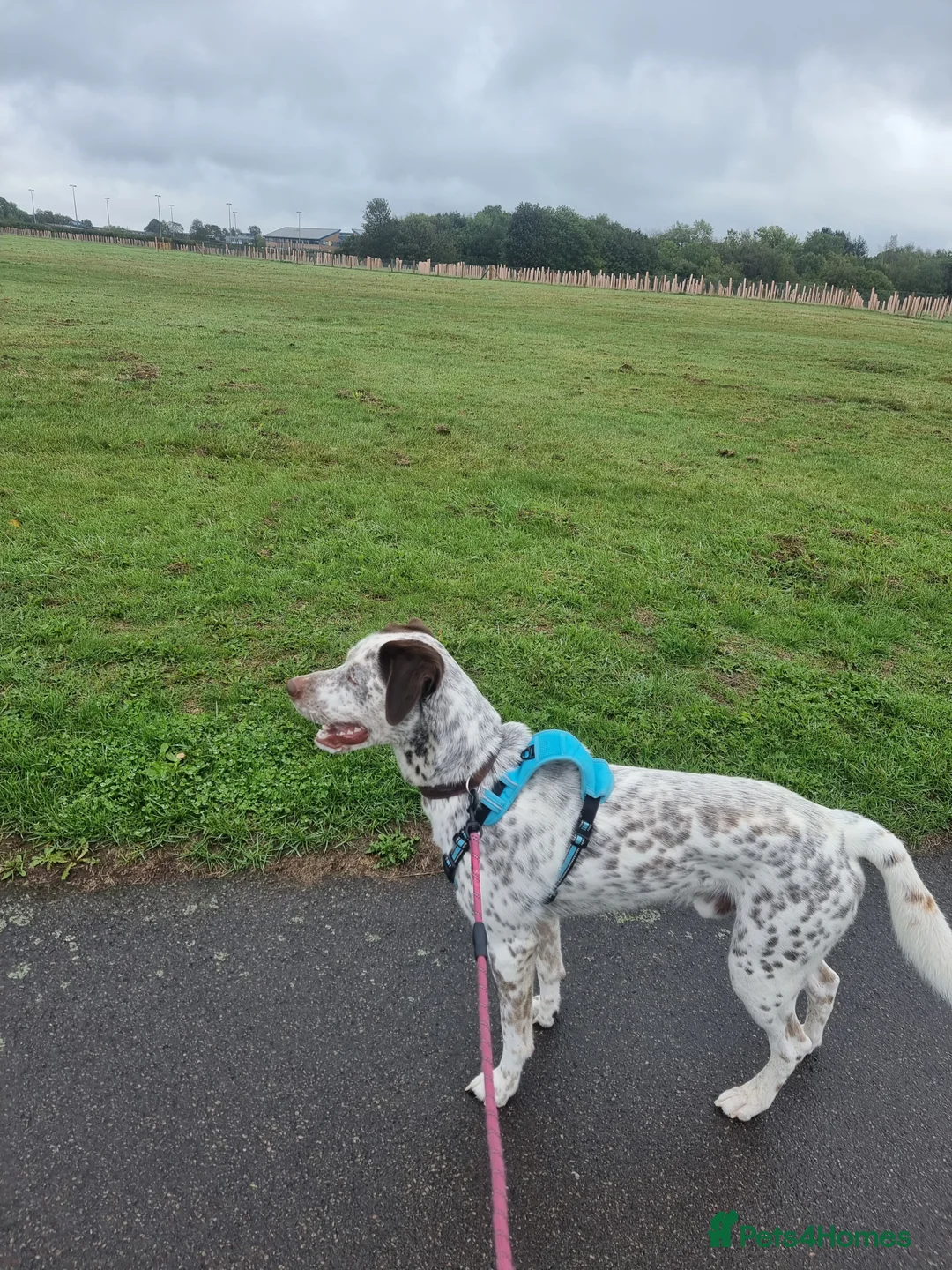 Mixed Breed dogs for sale: Husky/ dalmatian - Advert 4