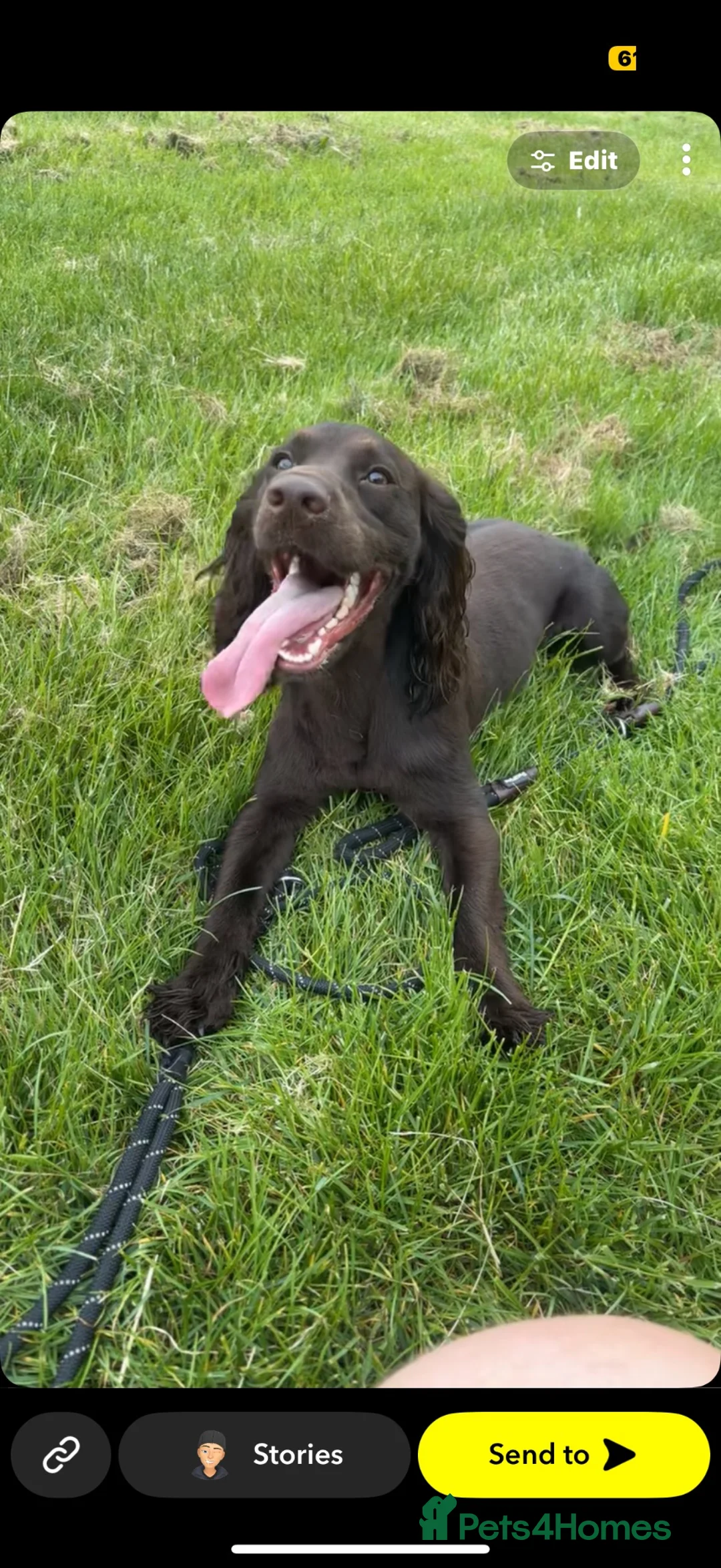 Cocker Spaniel dogs for sale: 2 cocker spaniels  in Shildon - Advert 10