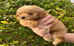 Miniature Poodle dogs for sale: Miniature poodles - Image 15