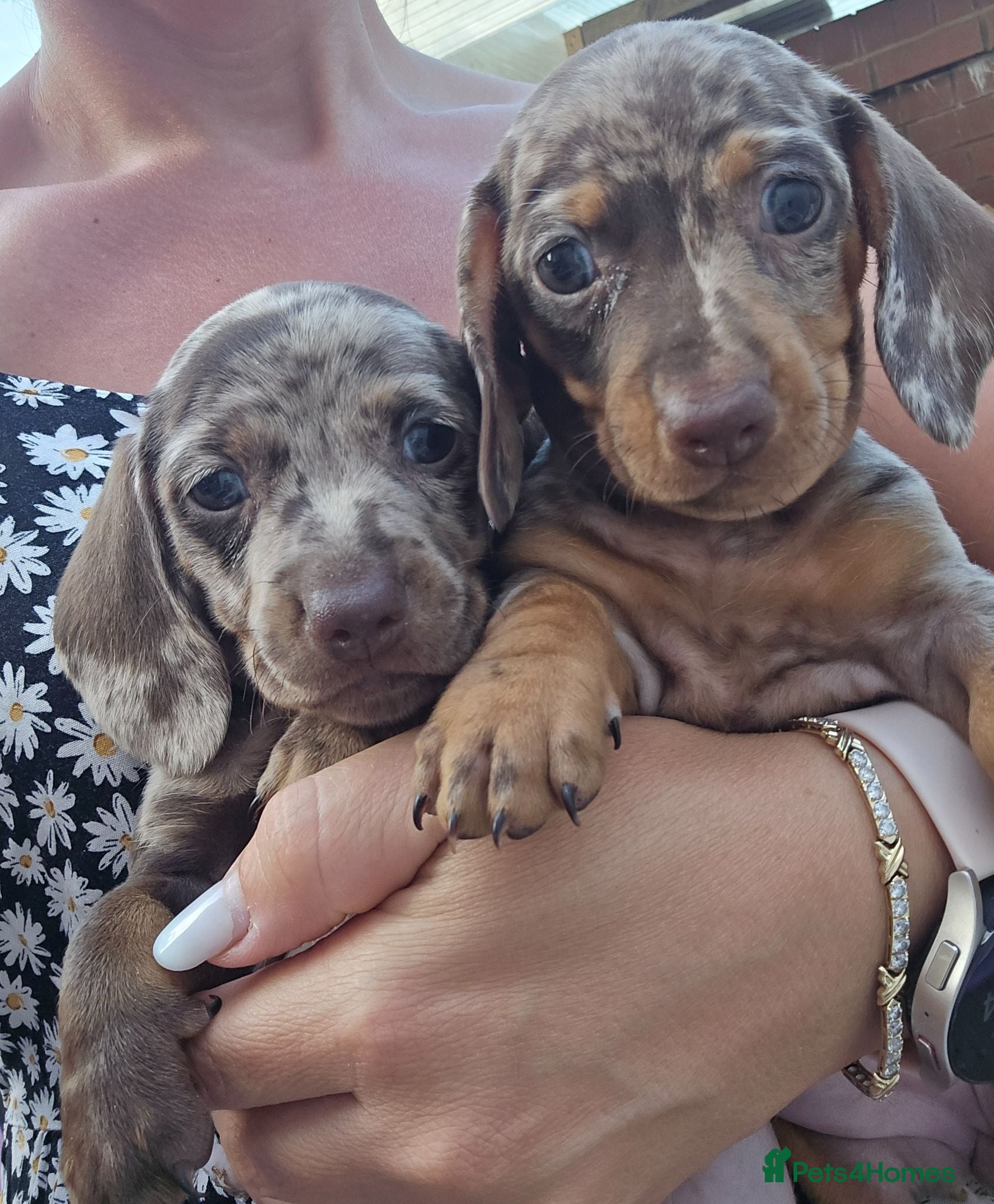 Dachshund dogs 5extra mini daschunds looking for there new home  - Advert 2