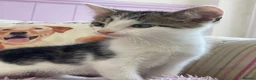 Mixed Breed cats for sale: Beautiful baby Kittens  - Advert 6