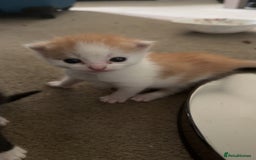 Mixed Breed cats for sale: Adorable kittens looking for their forever home  - Image 8