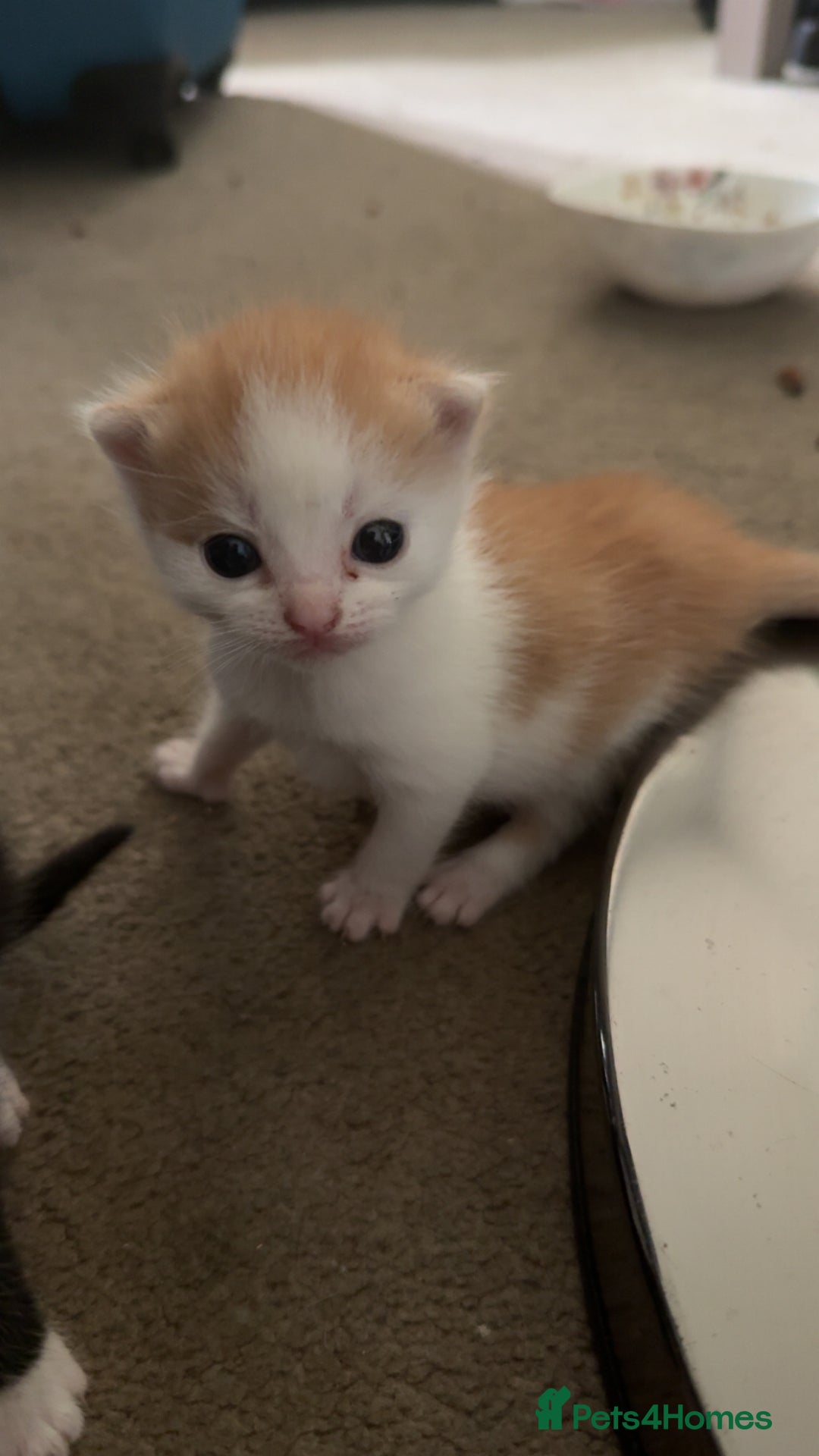 Mixed Breed cats for sale: Adorable kittens looking for their forever home  - Image 8