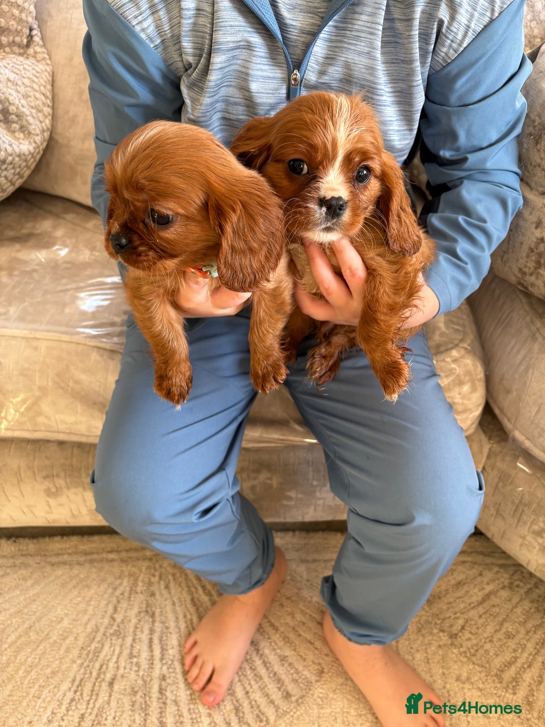 Cavalier King Charles Spaniel dogs for sale: Cavalier King Charles pups  - Advert 4