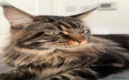 Maine Coon cats for sale: 3 Purebred Maine Coon Kittens - Will Sell Fast!! ✨ - Image 14