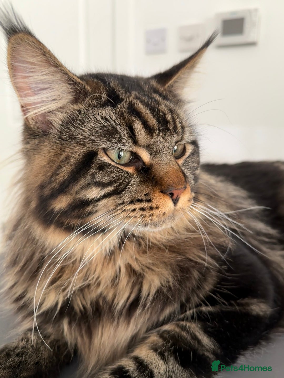 Maine Coon cats for sale: 3 Purebred Maine Coon Kittens - Will Sell Fast!! ✨ - Image 14