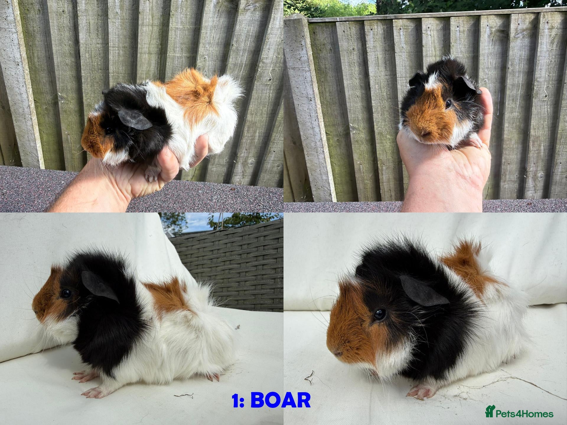 Guinea Pig rodents Guinea Pigs - Ready Now - Advert 2
