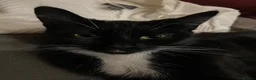 Mixed Breed cats for sale: 2 loving cats needing new home - Advert 2