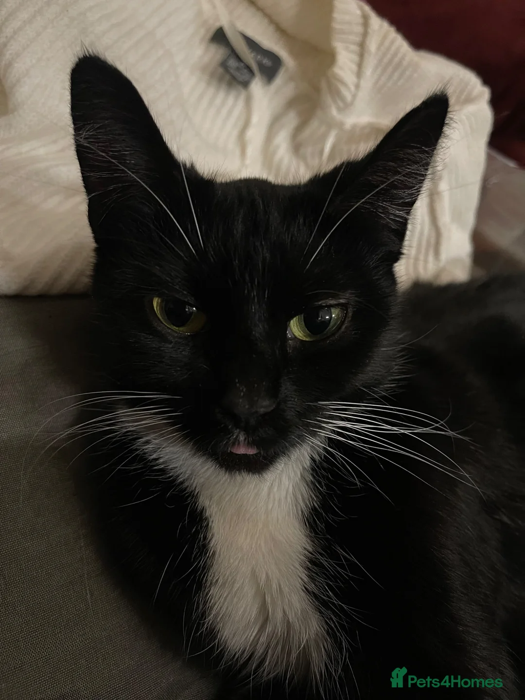Mixed Breed cats for sale: 2 loving cats needing new home - Advert 2