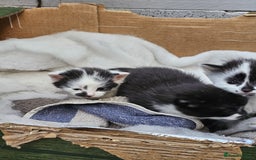 Domestic Shorthair cats for sale: mother cat and 4 kittens all together - Image 12