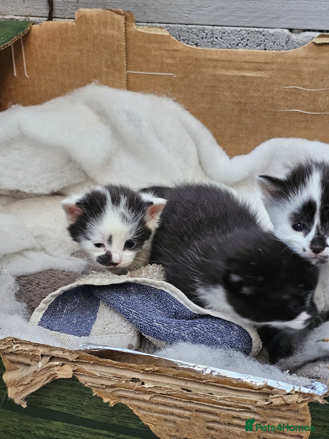 Domestic Shorthair cats for sale: mother cat and 4 kittens all together - Image 12