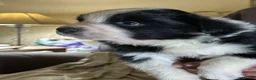Border Collie dogs for sale: Border Collie puppies  - Advert 7
