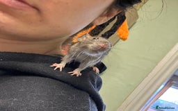 Rat rodents for sale: Rescue Baby Rats - Image 3