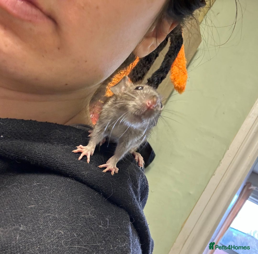 Rat rodents for sale: Rescue Baby Rats - Image 3