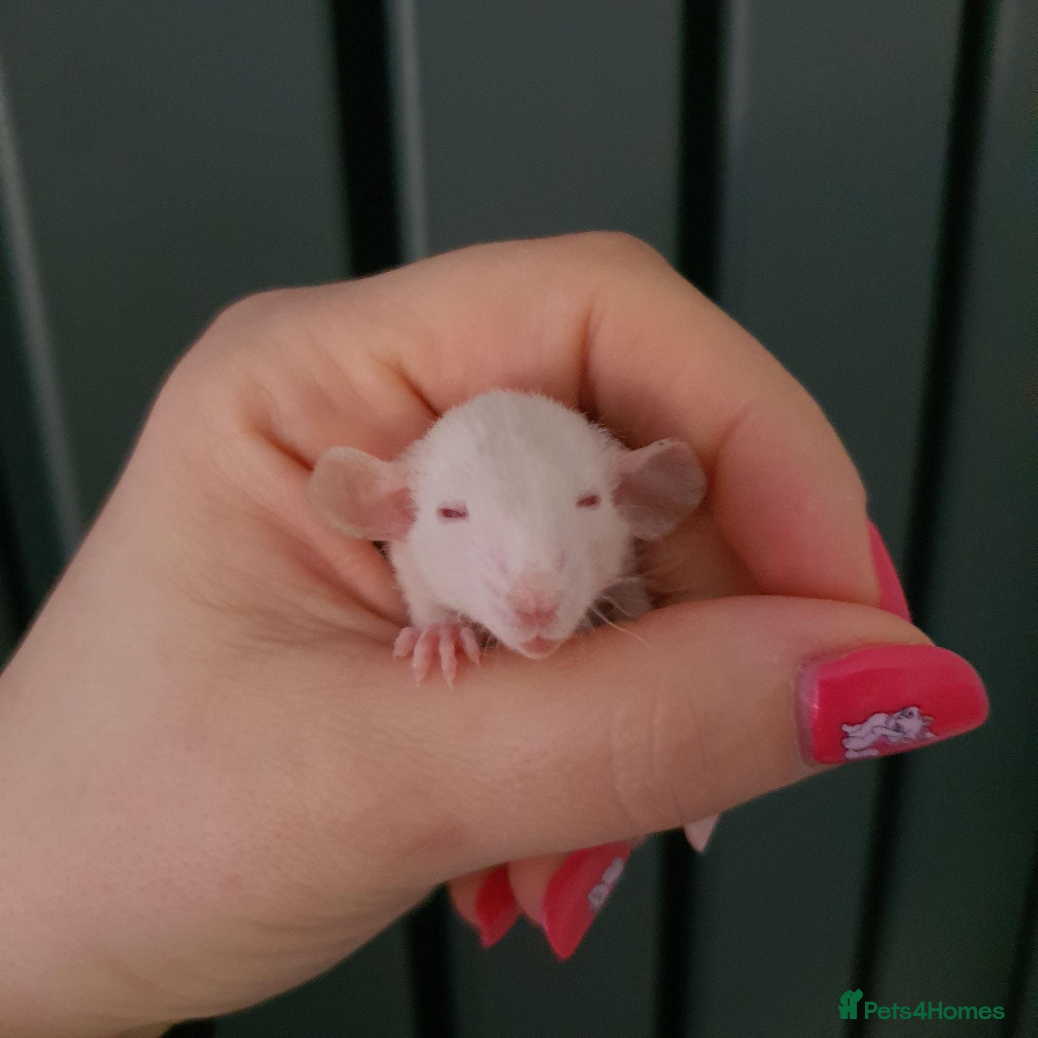 Rat rodents Baby rats - Advert 1