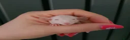 Rat rodents for sale: Baby rats - Advert 1