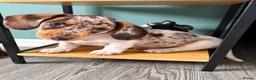 Miniature Dachshund dogs for sale:  Mini dachshunds female  - Advert 15