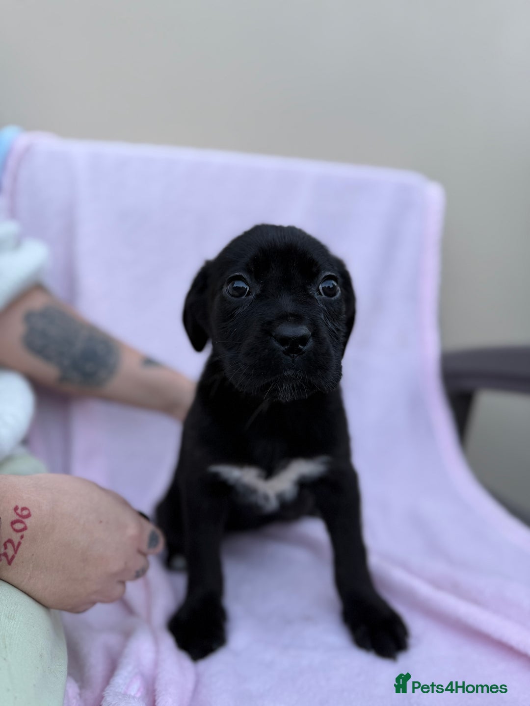 Cane Corso dogs for sale: 5 Gorgeous Black Cane Corsos ready to go🤍 - Image 4