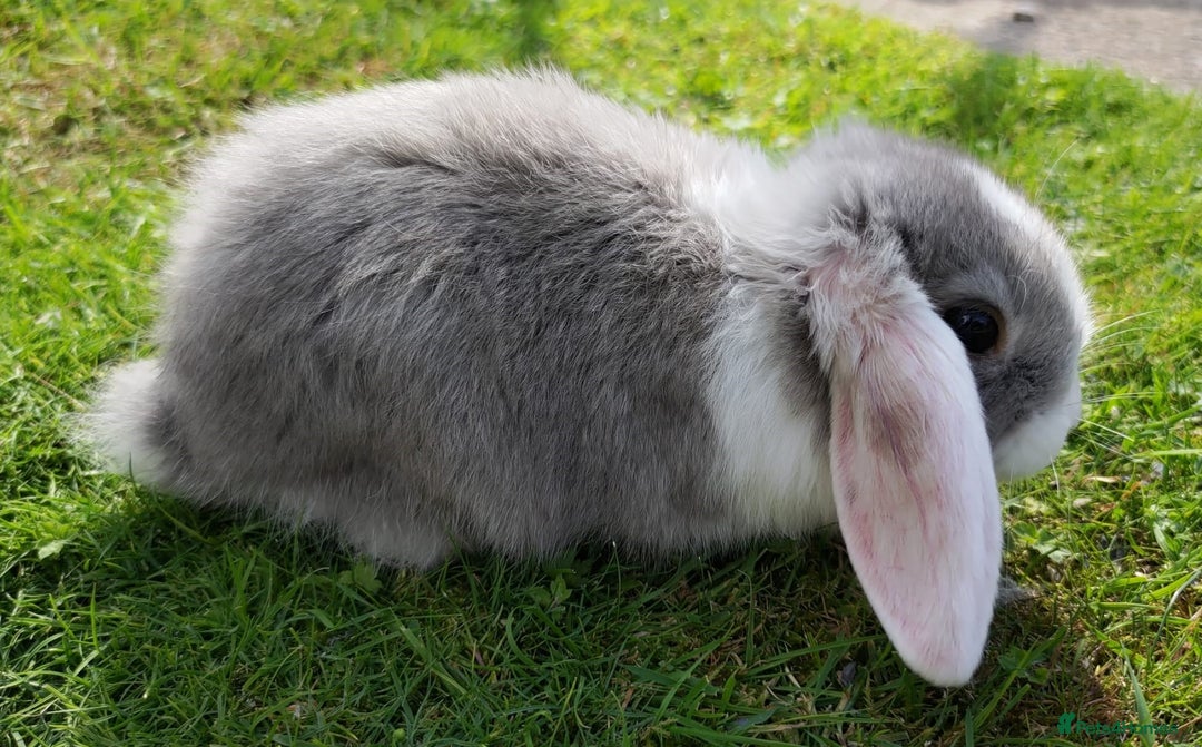 Mini Lop rabbits for sale: Gorgeous Mini Lop X French Bunnies Ready to Go! - Image 6