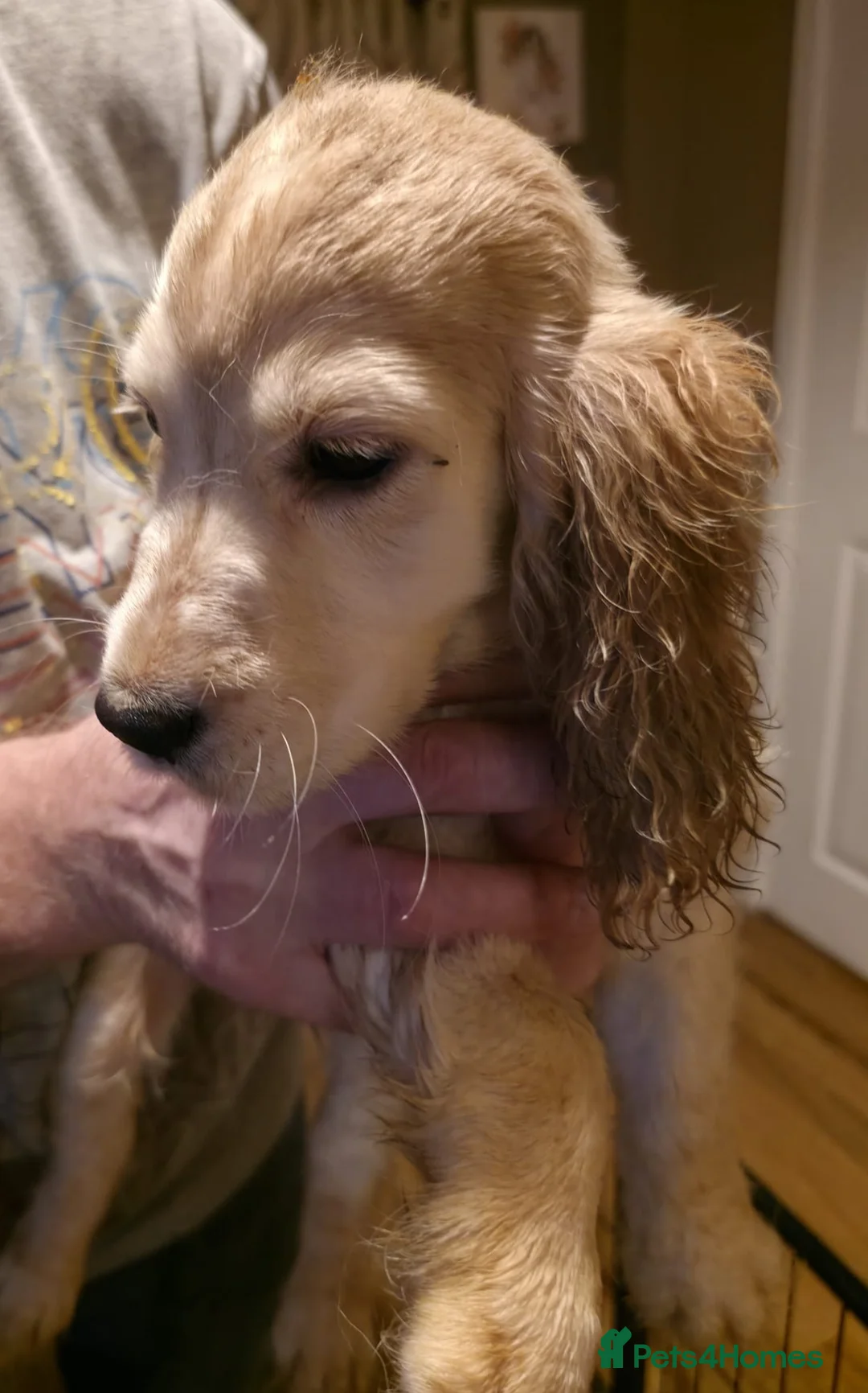 Cocker Spaniel dogs for sale: Cocker spaniel puooys - Advert 7