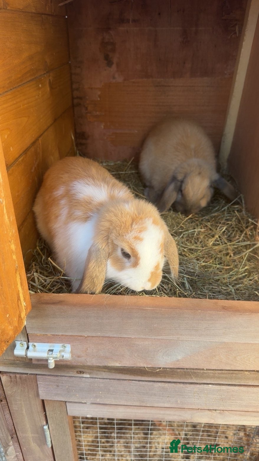 Mini Lop rabbits 2 mini lop boys - Advert 2