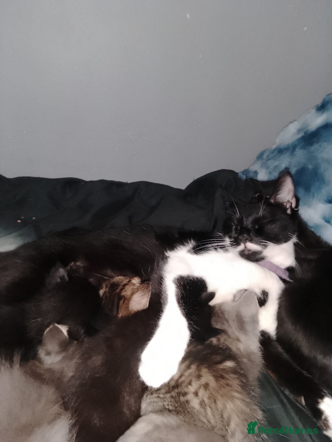 American Shorthair cats for sale: Stunning kittens  - Image 3