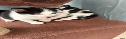 Mixed Breed cats for sale: Cute little babies  - Advert 4