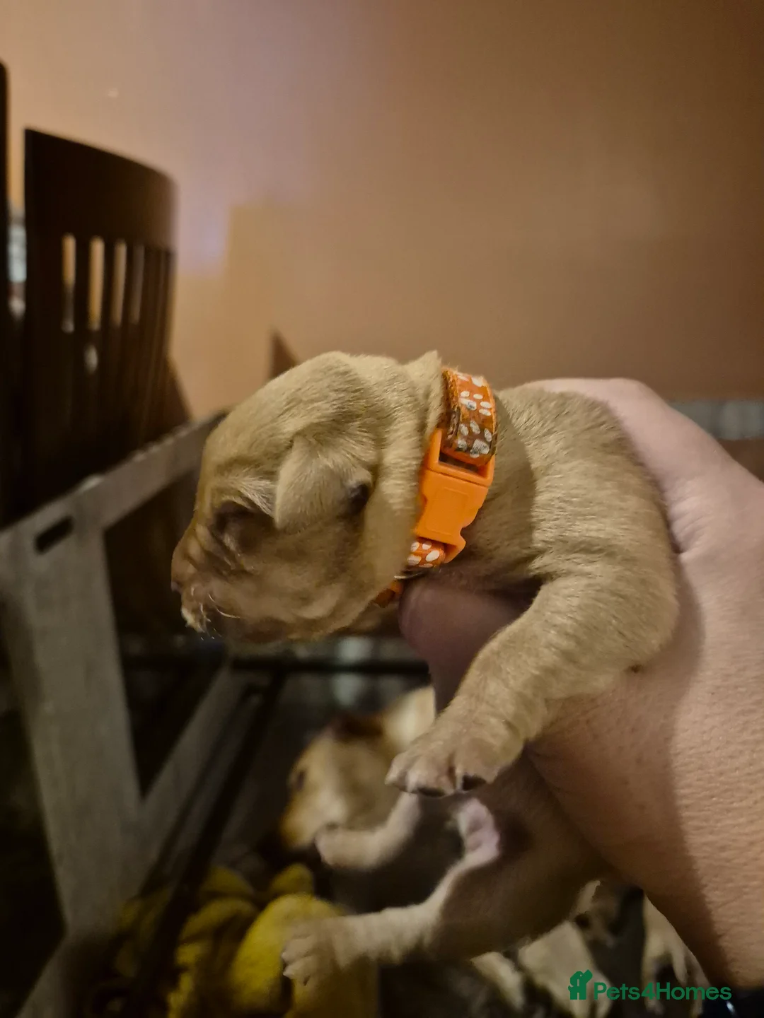 Labrador Retriever dogs for sale: KC Registered Pedigree Labrador Retriever Puppies - Advert 28